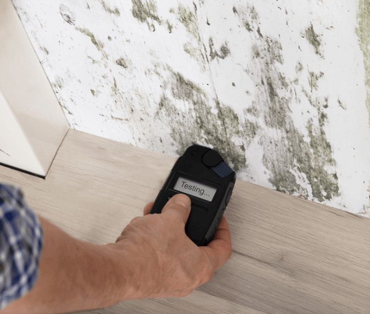 mold testing plantation