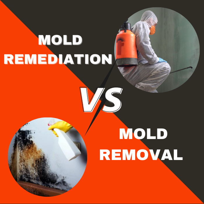 mold removal miami